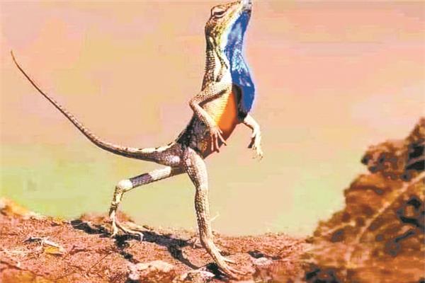 صورة موضوعية