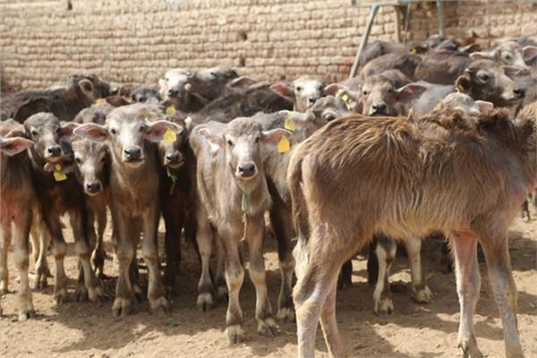 مشروع البتلو عدالة اللحوم
