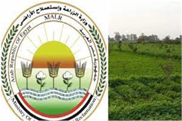 صورة ارشيفيه