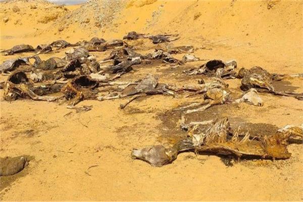 هياكل عظمية لعدد من الحمير مُلقاة بصحراء
