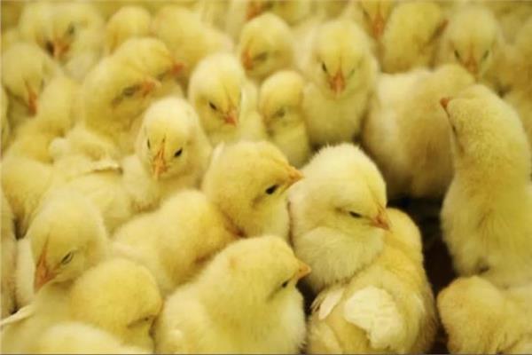  أزمة مزارع الدواجن 