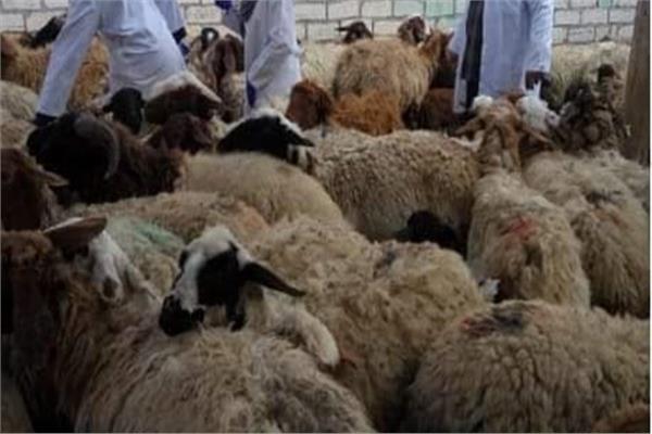 أرشيفية