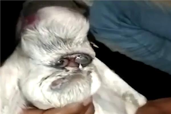 ماعز بوجه بشري وكأنها ترتدي نظارة وتشبه بابا نويل