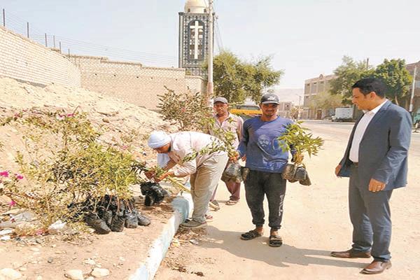 عمال الزراعة أثناء عملية فحص الشتلات