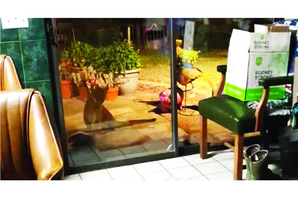 الأسد أثناء تواجده داخل حديقة المنزل