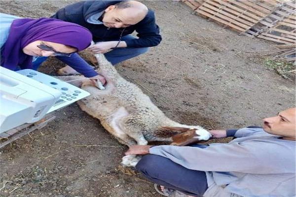 إجراءات المسح التناسلي 