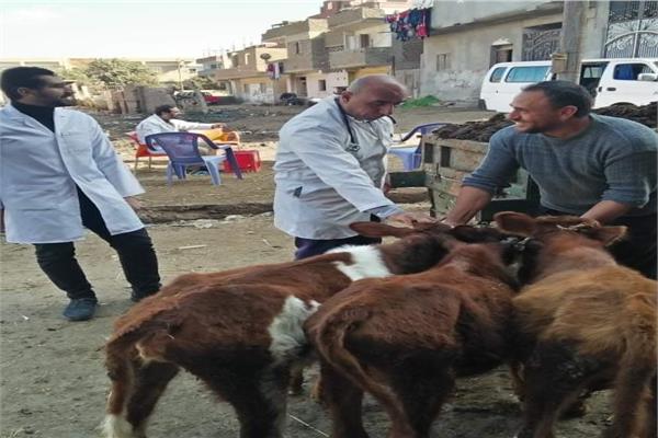 قافلة بيطرية من جامعة الزقازيق تعالج 2308 من الحيوانات والطيور بقرية بالشرقية