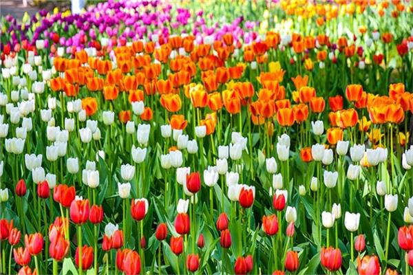 أزهار التوليب