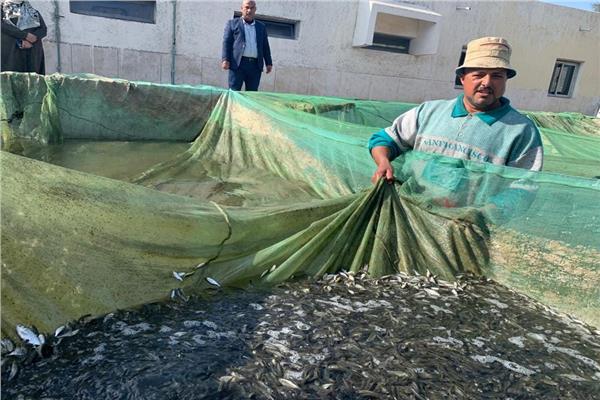  زريعة أسماك مبروك