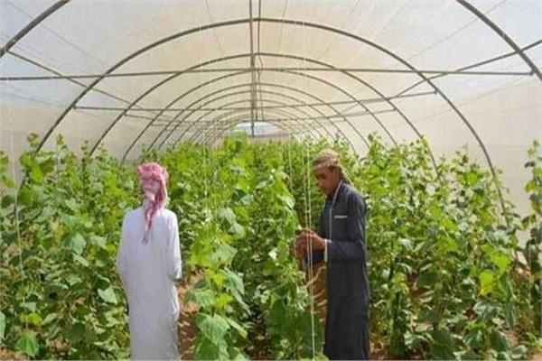 مشروعات لدمج أبناء سيناء