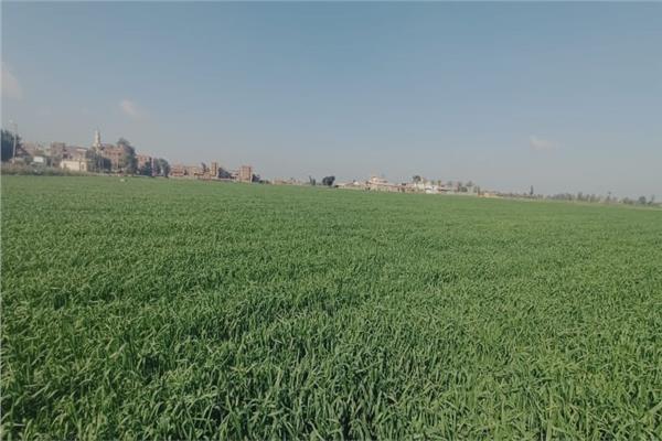 موسم فرحة "الغلة"