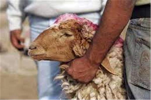 صورة موضوعية