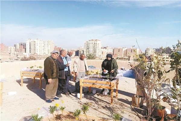 تجربة الزراعة فوق أسطح المنازل أثبتت نجاحا كبيرا فى الفيوم
