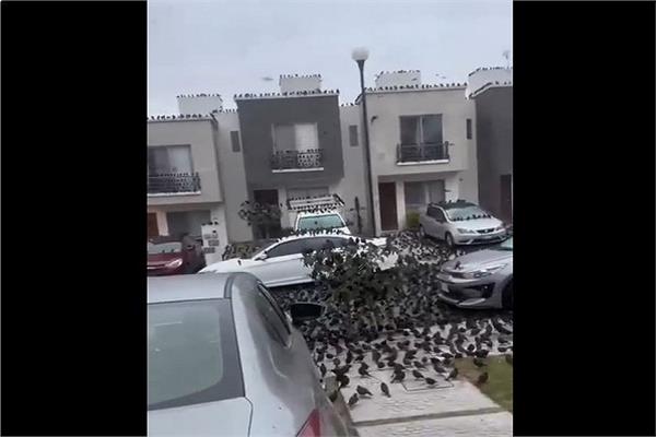 طيور متجمعة في أحد شوارع المكسيك