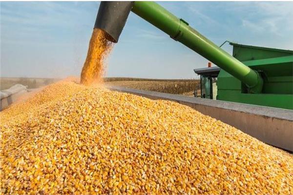 صورة موضوعية 