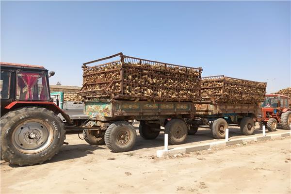 صورة موضوعية