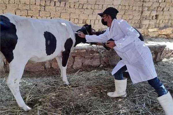 تحصين الثروة الحيوانية