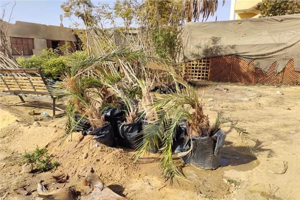 محافظ الوادي الجديد: وصول أول دفعة من شتلات الأشجار للمحافظة