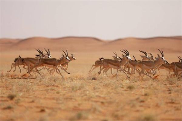 محمية الملك عبدالعزيز - صورة أرشيفية 