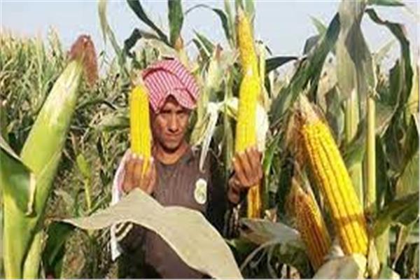  الزراعة التعاقدية تضمن حل مشاكل التسويق للمزارع