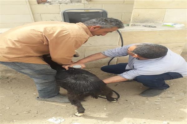قوافل بيطرية