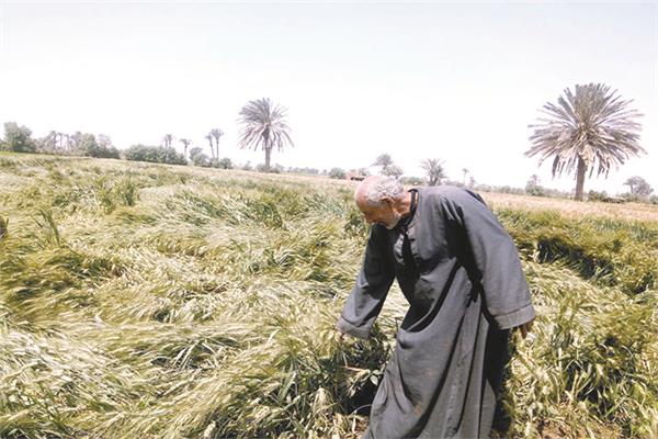 ■ مواطن ببنى سويف يتفقد زراعته استعدادًا لموسم الحصاد