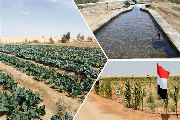 المشروعات الزراعية