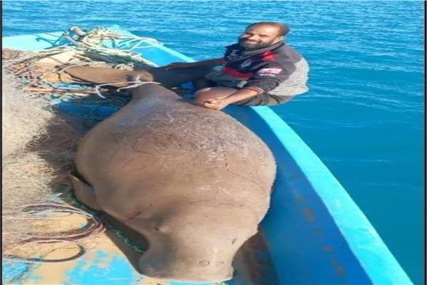 صاحب واقعة صيد «عروس بحر» بالبحر الأحمر