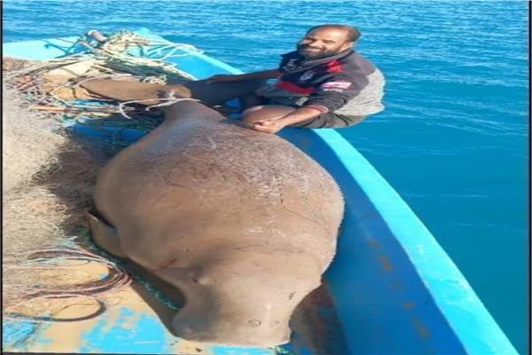 صيد الكائنات البحرية المهددة بالأنقراض عقوبتة تصل إلى الحبس والغرامات 