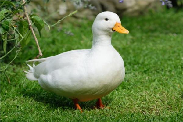 البط 