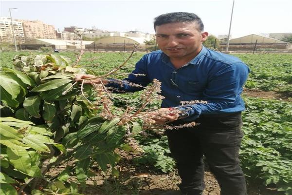 الدكتور محمود قمحاوى مدير معهد أمراض النباتات
