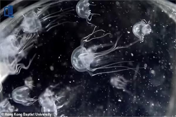 صورة موضوعية