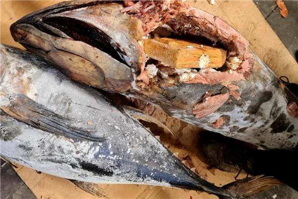 شحنة من الكوكايين معبأة داخل سمك التونة
