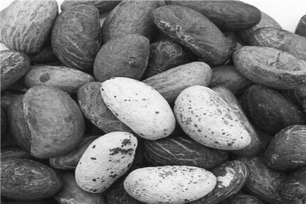 ثمار الكولا
