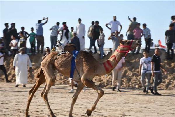 المهرجان العربي للهجن
