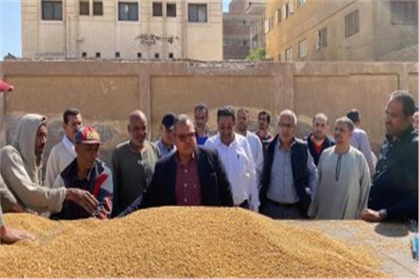 توريد 78 ألف طن من محصول القمح بالشون والصوامع الحكومية بمراكز المنيا
