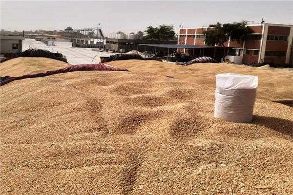  توريد 16 ألف و 613 طن قمح  بسوهاج