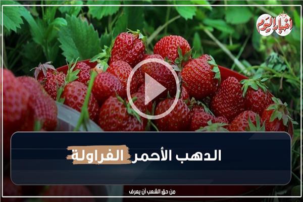 الفراولة على عرش فواكه الإسماعيلية