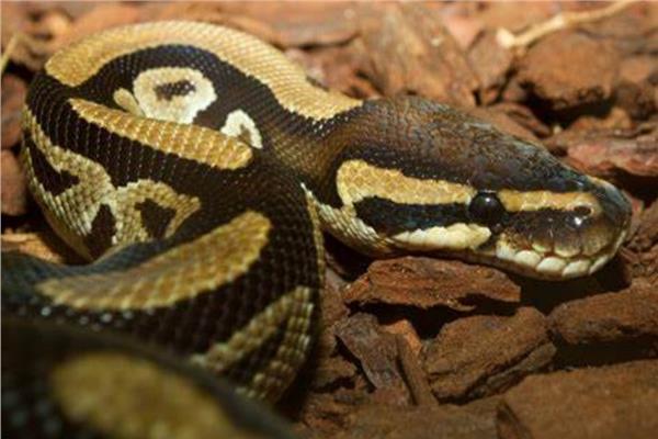 الافاعى    Python