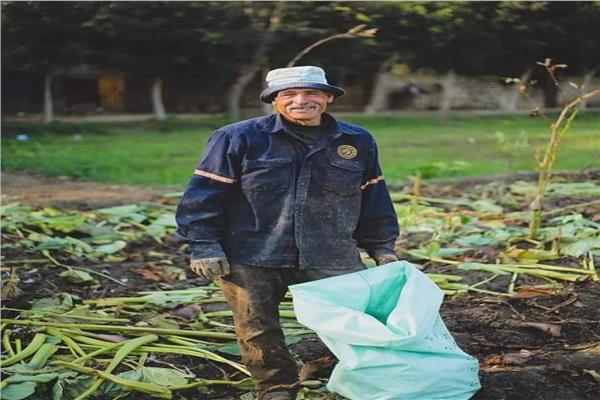 «شنوان» قرية اشتهرت  بزراعة محصول «القلقاس» 
