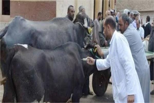 الحملة القومية الأولى ضد مرض الحمى القلاعية