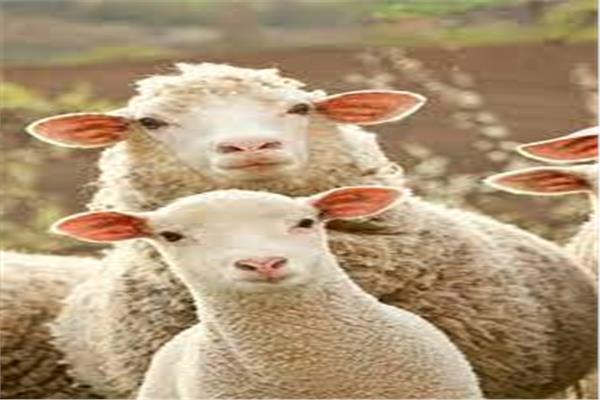 نصائح عند شراء الاضحية