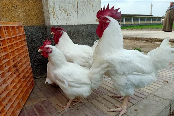 صورة موضوعية