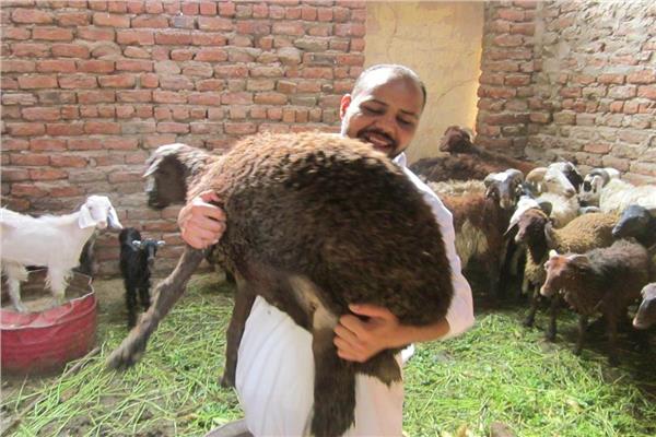 أسواق الماشية في قنا