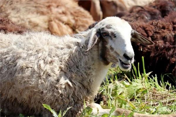 موضوعية - الأضحية 
