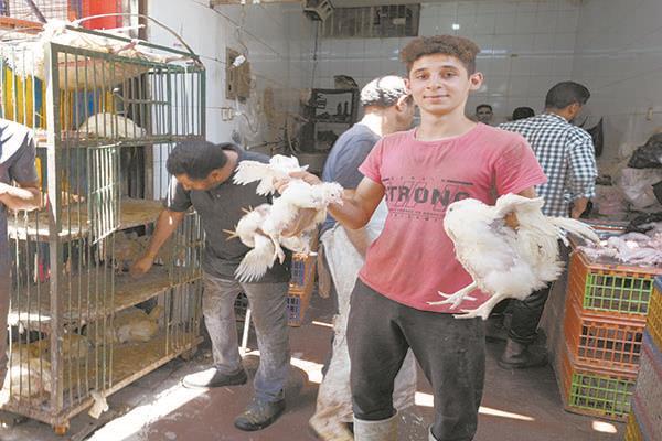  انخفاض أسعار اللحوم البيضاء