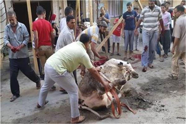 ذبح الاضاحي بالشوارع   