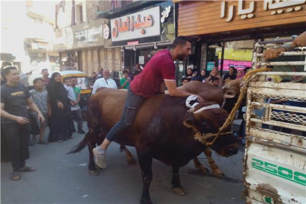 ركوب الأضاحي في بني سويف
