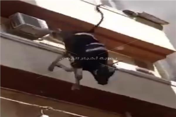 عجل بالقفز من الطابق الرابع بالبحيرة
