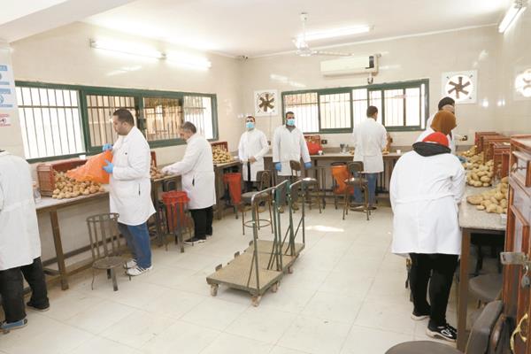 فحص دقيق لمحصول البطاطس فى معامل وزارة الزراعة